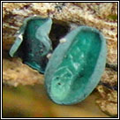Chlorociboria aeruginascens, Green elfcup