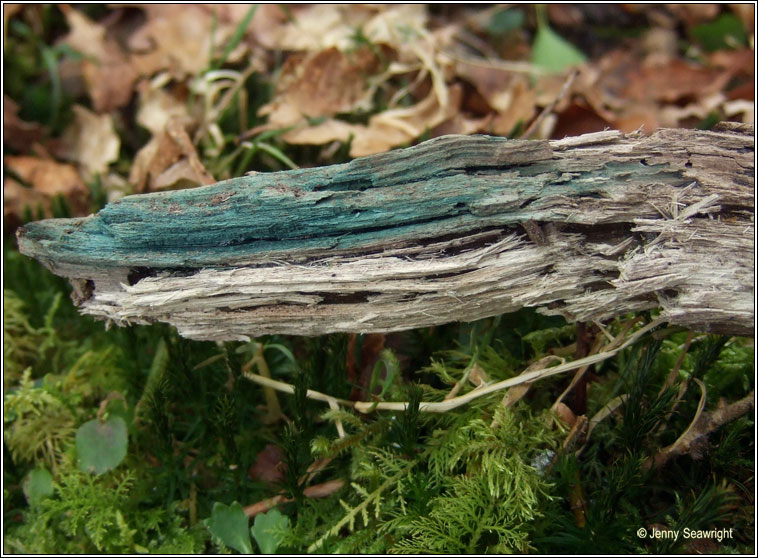 Chlorociboria aeruginascens, Green elfcup