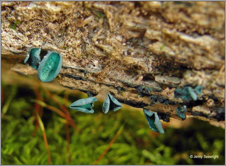 Chlorociboria aeruginascens, Green elfcup