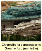Chlorociboria aeruginascens, Green elfcup