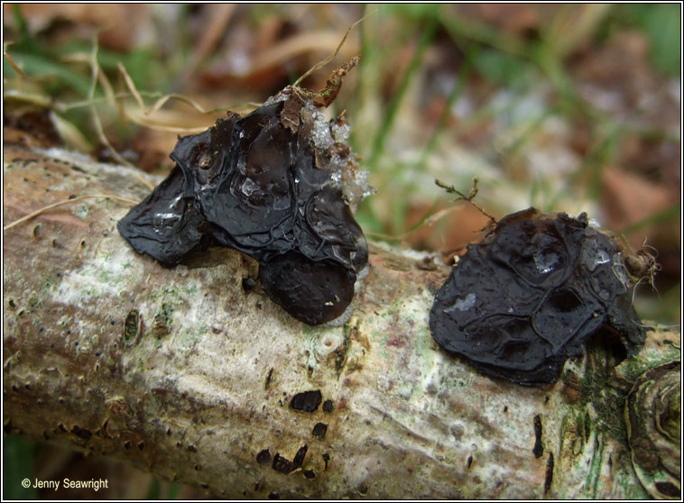 Exidia glandulosa, Witches butter