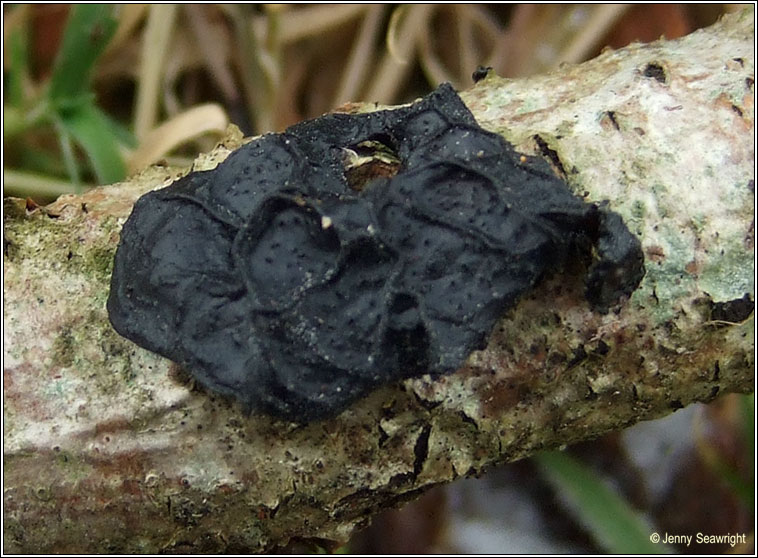 Exidia glandulosa, Witches butter