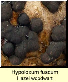 Hypoxylon fuscum, Hazel woodwart