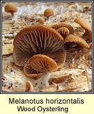 Melanotus horizontalis