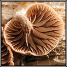Melanotus horizontalis, Wood Oysterling