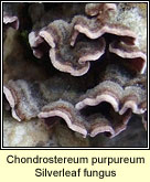 Chondrostereum purpureum, Silverleaf fungus