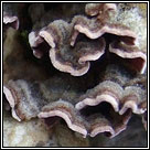 Chondrostereum purpureum, Silverleaf fungus