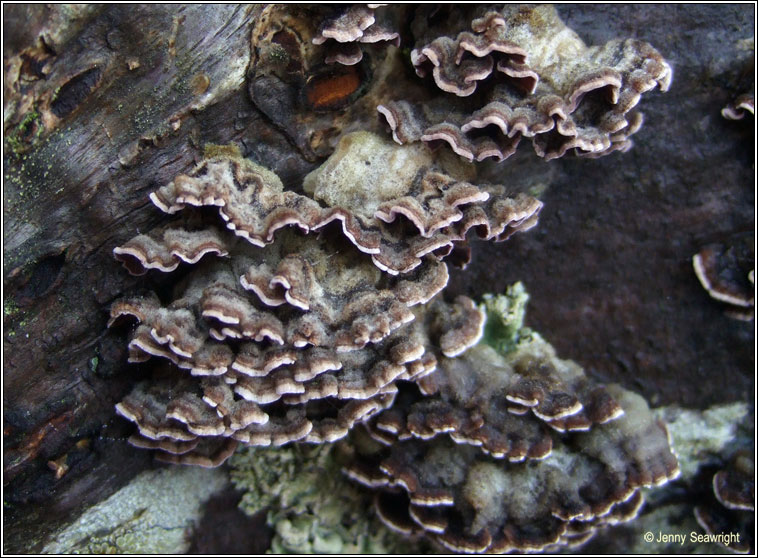 Chondrostereum purpureum, Silverleaf fungus