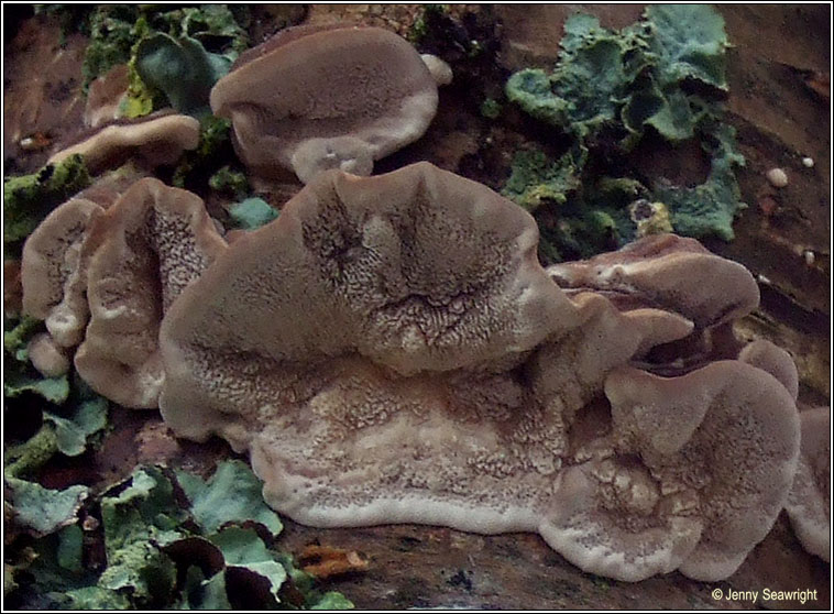 Chondrostereum purpureum, Silverleaf fungus