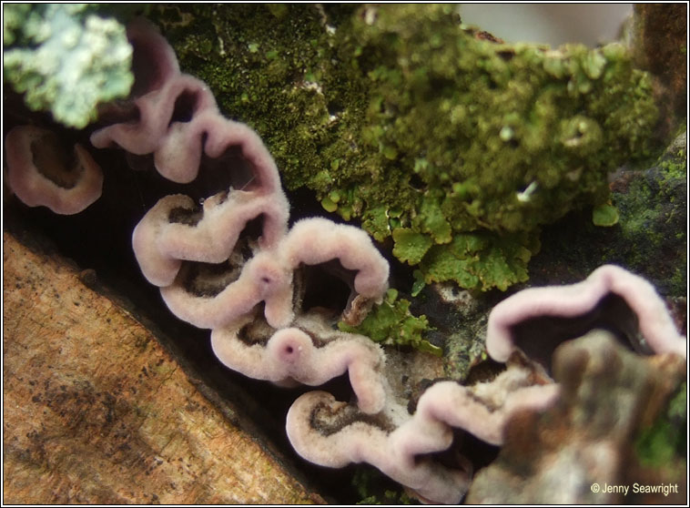 Chondrostereum purpureum, Silverleaf fungus