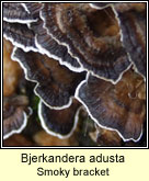 Bjerkandera adusta, Smoky bracket