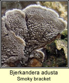 Bjerkandera adusta, Smoky bracket