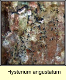 Hysterium angustatum