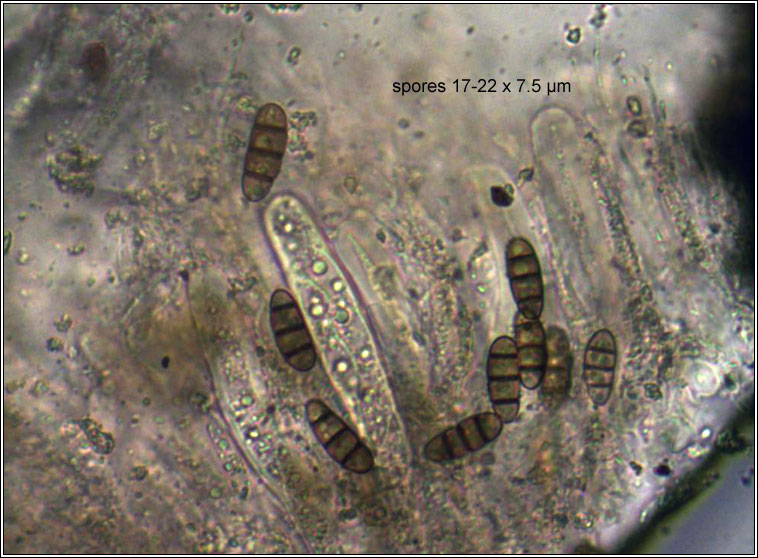 Hysterium angustatum