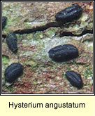 Hysterium angustatum