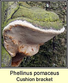 Phellinus pomaceus, Cushion bracket