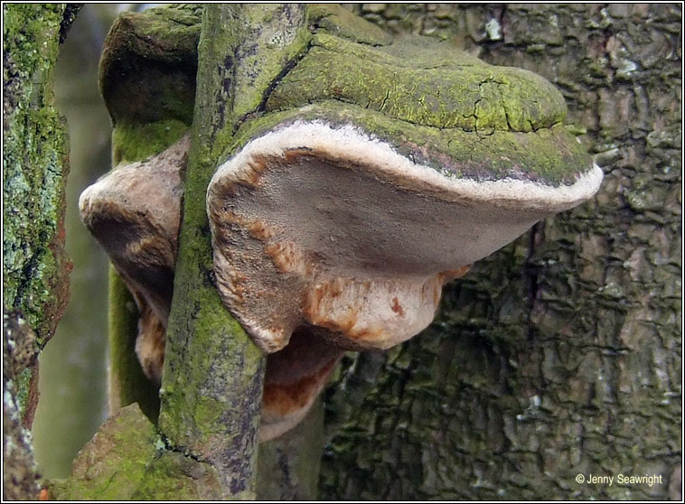 Phellinus pomaceus