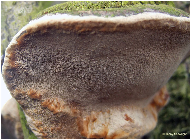 Phellinus pomaceus