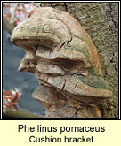 Phellinus pomaceus, Cushion bracket