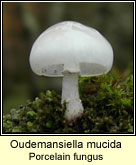 Oudemansiella mucida, Porcelain fungus