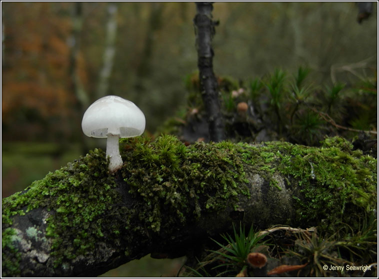 Oudemansiella mucida, Porcelain fungus