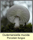 Oudemansiella mucida, Porcelain fungus