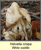 Helvella crispa, White saddle