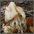 Helvella crispa, White saddle