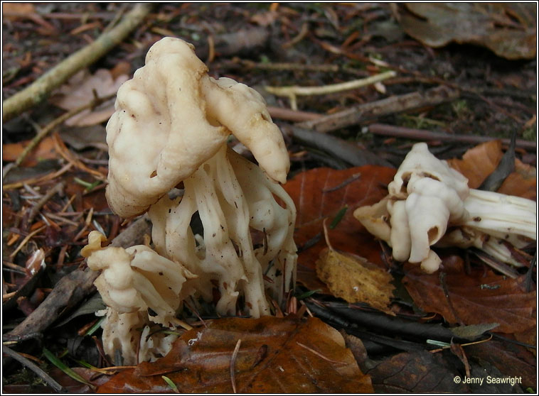 Helvella crispa, White saddle