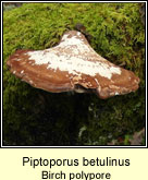 Piptoporus betulinus, Birch polypore