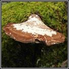 Piptoporus betulinus, Birch polypore