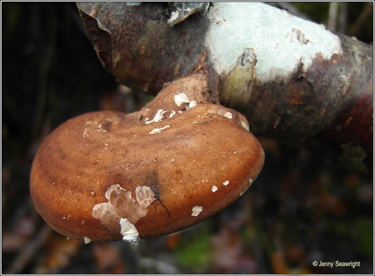 Piptoporus betulinus, Birch polypore