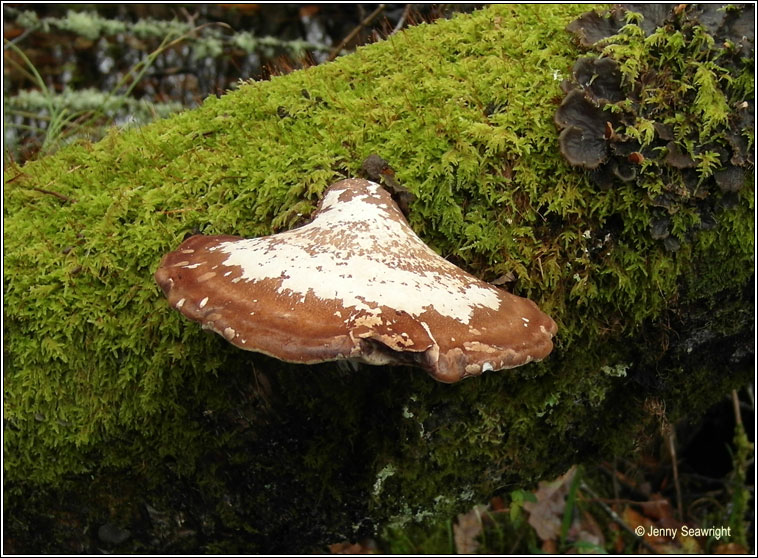 Piptoporus betulinus, Birch polypore