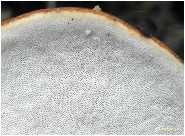 Piptoporus betulinus, Birch polypore