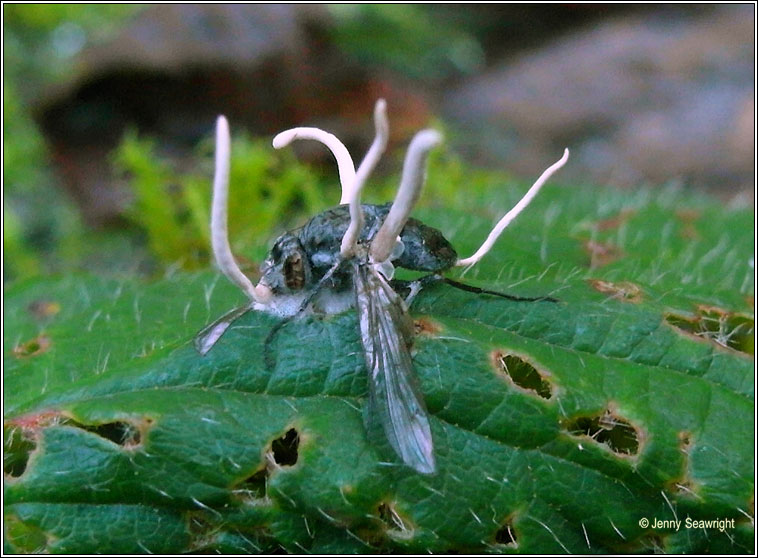 Hymenostilbe muscarium