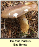 Boletus badius, Bay bolete