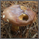 Boletus badius, Bay bolete