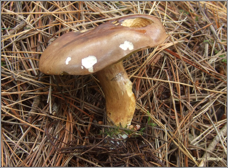 Boletus badius, Bay bolete