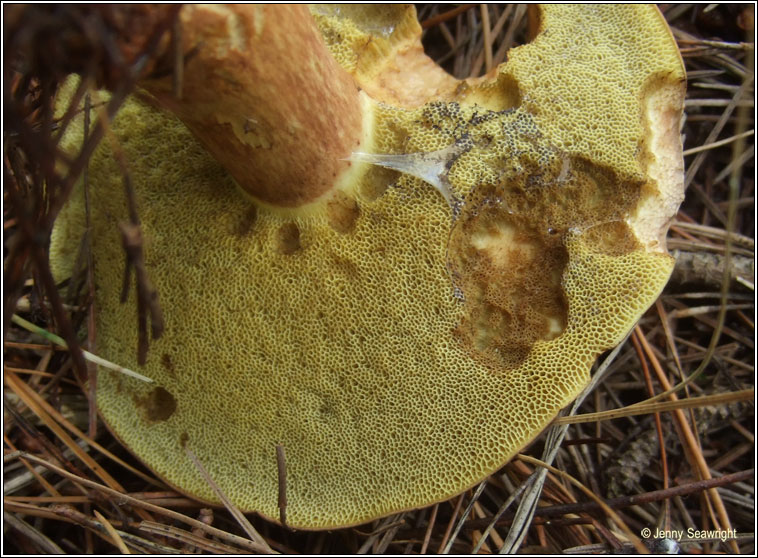 Boletus badius, Bay bolete