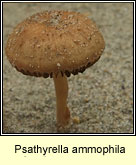 Agrocybe arenicola