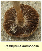 Psathyrella ammophila