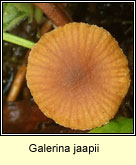 Galerina jaapii