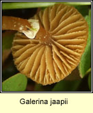 Galerina jaapii