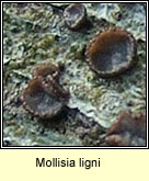 Mollisia ligni