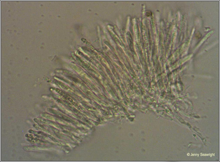 Mollisia ligni, microscope photo