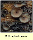 Mollisia lividofusca