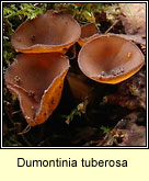 Dumontinia tuberosa