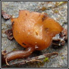 Dumontinia tuberosa