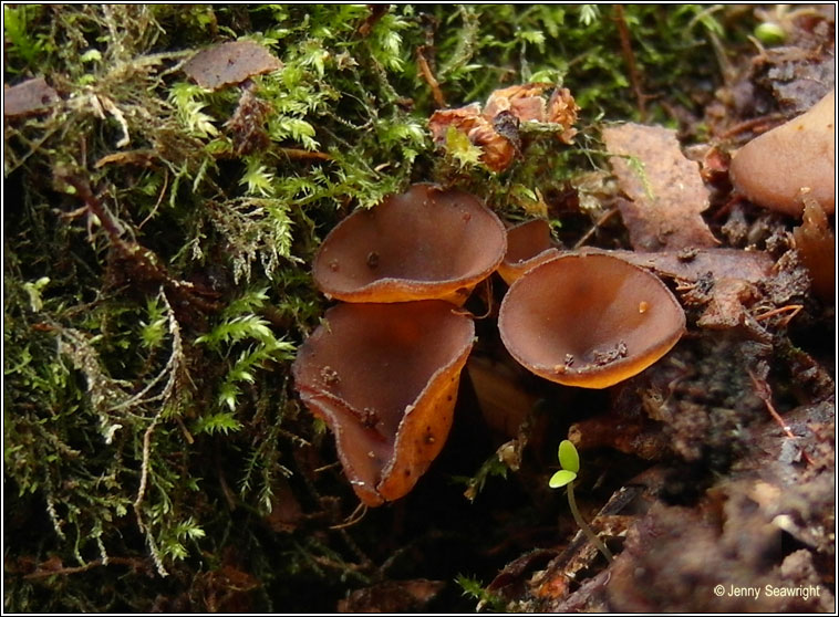 Dumontinia tuberosa