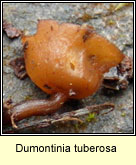 Dumontinia tuberosa